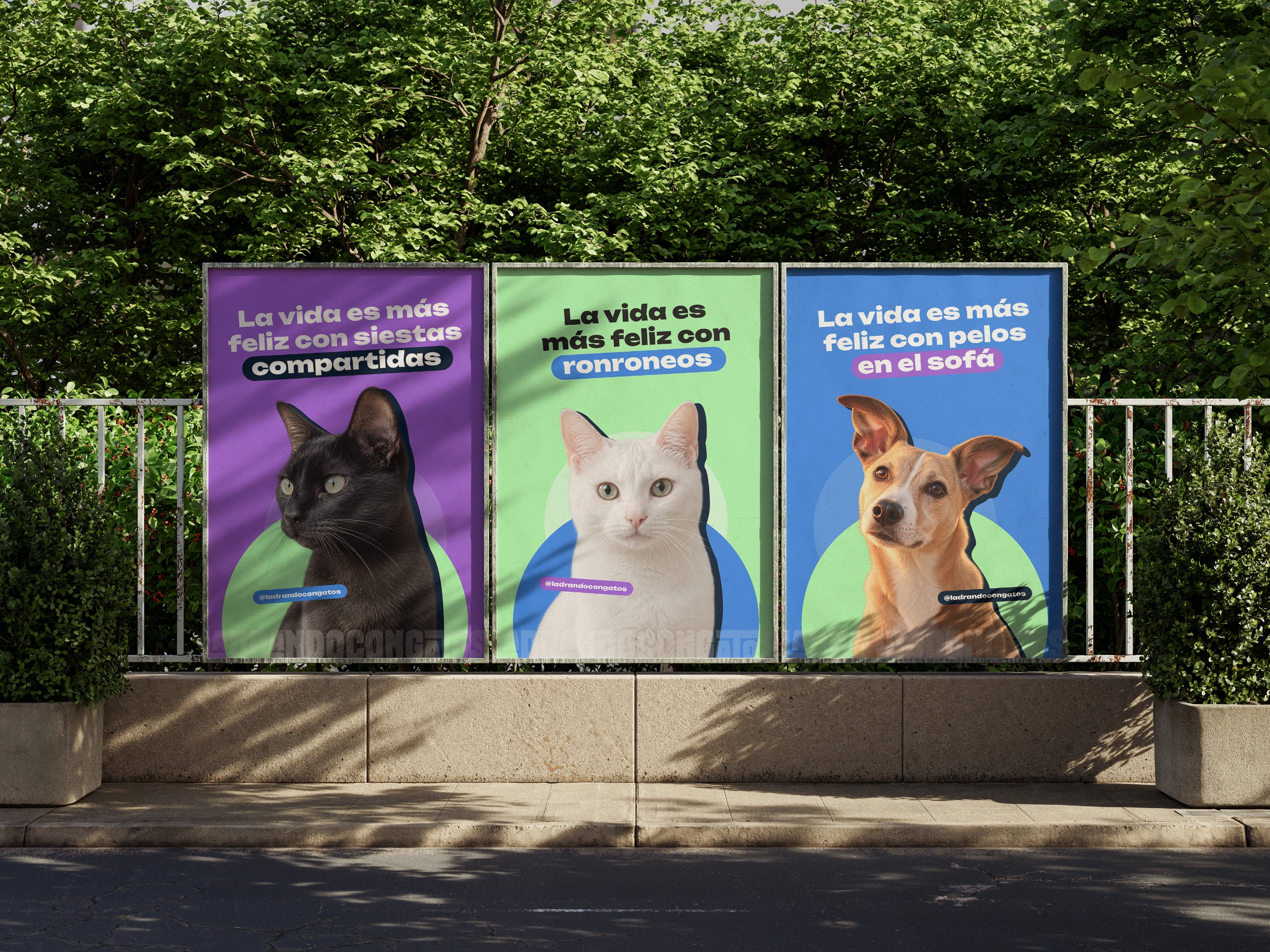 Tres carteles de LadrandoConGatos en la calle