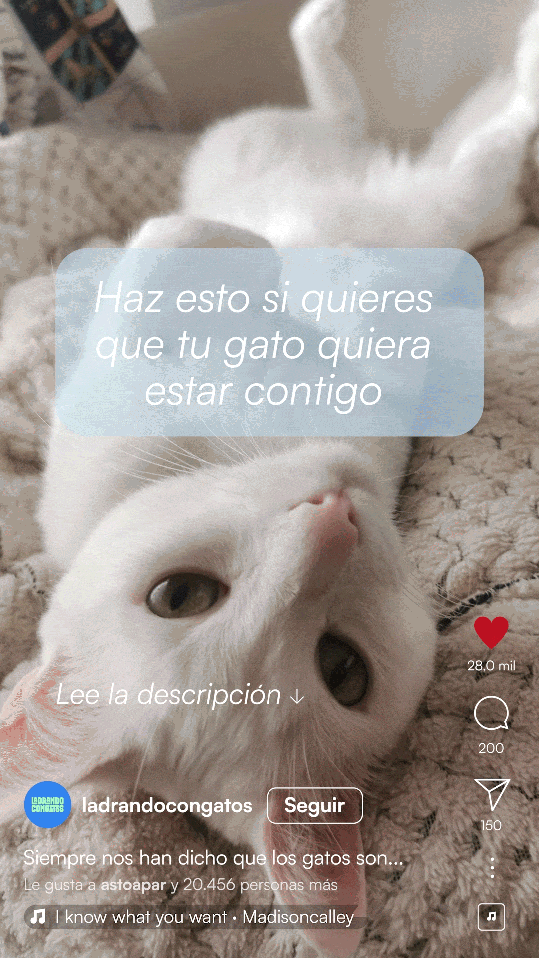 Reel animado de Instagram de LadrandoConGatos con Cosmos